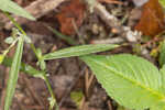 Simmonds' aster